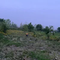 فروش زمین ۱۰۰۰ متری حومه پیربازار