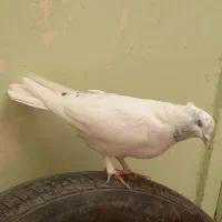 ۵ عدد کبوتر عریب پرشی