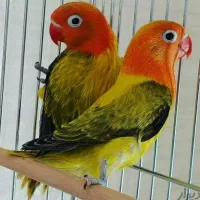 جفت‌های گرینچیک و کوتوله و عروس