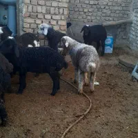 بره نر|حیوانات مزرعه|بوئین زهرا, |دیوار