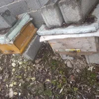 کندو عسل|حیوانات مزرعه|رشت, نخودچر|دیوار