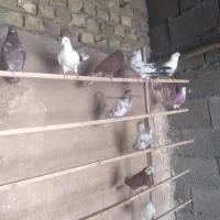 انواع کبوتر150