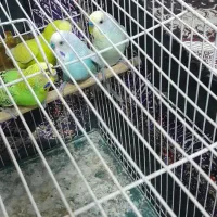 2 جفت مرغ عشق