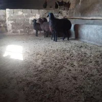 4راس بره ماده هترو