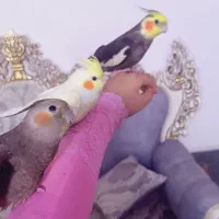 فروش استثنای سه فرشته خانگی فول دستی صحبتی بالوازم