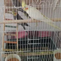 عروس هلندی
