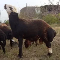 قوچ عروس