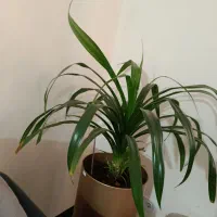گل گیاه