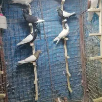 کفتر خوشکل رگ