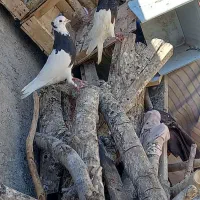کبوترطوقی