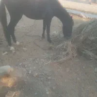 اسب|اسب و تجهیزات اسب‌سواری|دزفول, |دیوار