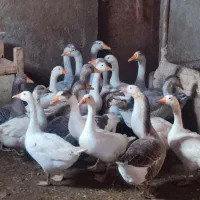 غاز محلی|حیوانات مزرعه|چاراویماق, |دیوار