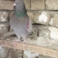 کبوتر پلاکی و پرشی|پرنده|هشتگرد, گلسار|دیوار