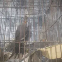 عروس هلندی|پرنده|رشت, تازه آباد|دیوار