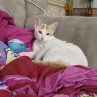 گربه