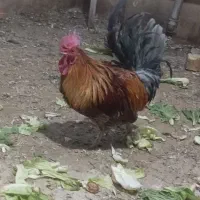 خروس محلی|حیوانات مزرعه|شاهین‌شهر, گزبرخوار|دیوار