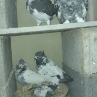 فروش سه جفت کبوتر اس