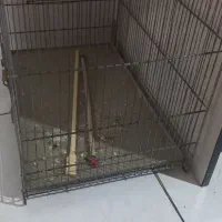 قفس پرنده|لوازم جانبی حیوانات|تهران, مینای شمالی (مخبر)|دیوار