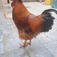 خروس رسمی درشت و زیبا بخون