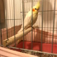 فروش عروس هلندی|پرنده|بندرعباس, |دیوار