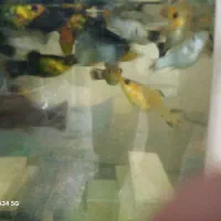 ماهی گوپی مولی انجل کوریدوراس تایگر بارب|ماهی|تهران, گلستان (شهرک راه آهن)|دیوار