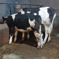 دو راس گوساله ماده سیمینتال اصل.گاو