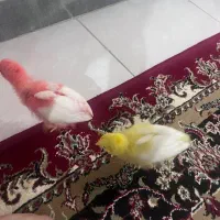 ۲ عدد جوجه ماشینی