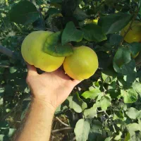 به سر درخت .میوه به تو با غ رو درخت حدود ۵ الی۶تن|خوردنی و آشامیدنی|شیراز, کودیان|دیوار