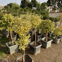 درختچه لگستروم ( درختچه پیوندی )|گل و گیاه طبیعی|تهران, مجیدآباد|دیوار