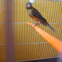 قناری نر معاوضه با کتوله