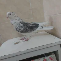 نر پندار پرشی عالی بازی دلر