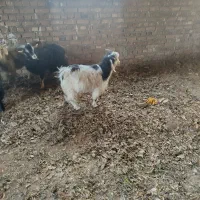 بزغاله نر خوب عالی|حیوانات مزرعه|سلماس, |دیوار