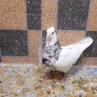 طوقی شکلاتی