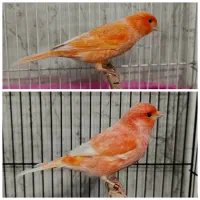 قناری نرمستخون سرخ