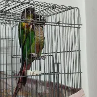 یک جفت گرینچیک گیرینچیک یلوساید