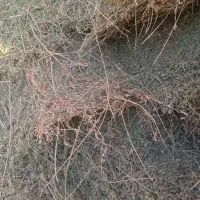 فروش یونجه|لوازم جانبی حیوانات|هریس, |دیوار