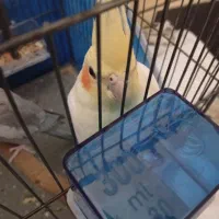 عروس هلندی ماده