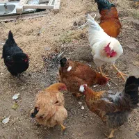 مرغ و خروس|حیوانات مزرعه|باروق, |دیوار