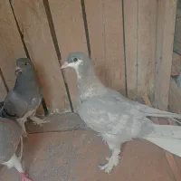 خرقه دم سبز|حیوانات|اصفهان, شاهد|دیوار