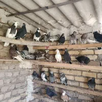 کفتر