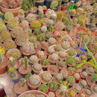 فروش کاکتوس به دلیل جابه جایی باقیمتای مختلف