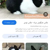 خرگوش نر