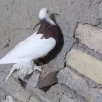 کبوتر طوقی|پرنده|خوانسار, |دیوار