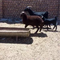 یک عدد بز زایده با بزغاله ماده ویک عدد بره ماده ب|حیوانات مزرعه|نیشابور, شهرک زرگران|دیوار