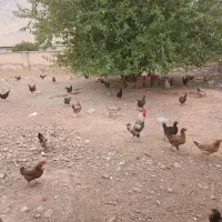 مرغ و خروس محلی