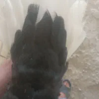 کفتر رنگی خوب و ارزان