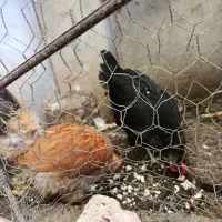 مرغ کاملا سالم و تخم گذار|حیوانات مزرعه|ملکان, |دیوار
