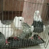 طوقی نرو ماده