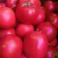 حق العمل کاری تره بار مرکزی تهران