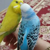 مرغ عشق انگلیسی|پرنده|قدس, شهرقدس|دیوار